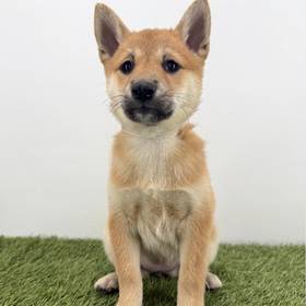 Shiba Inu