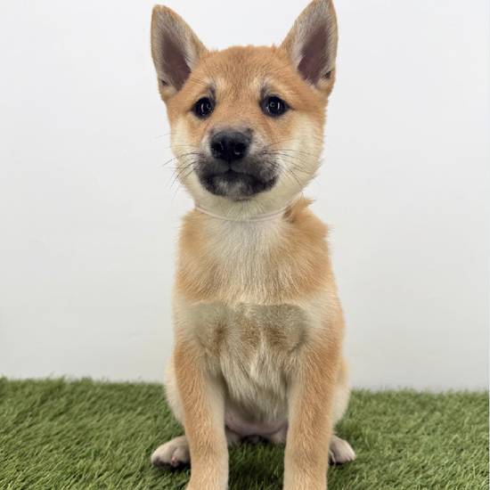 Shiba Inu