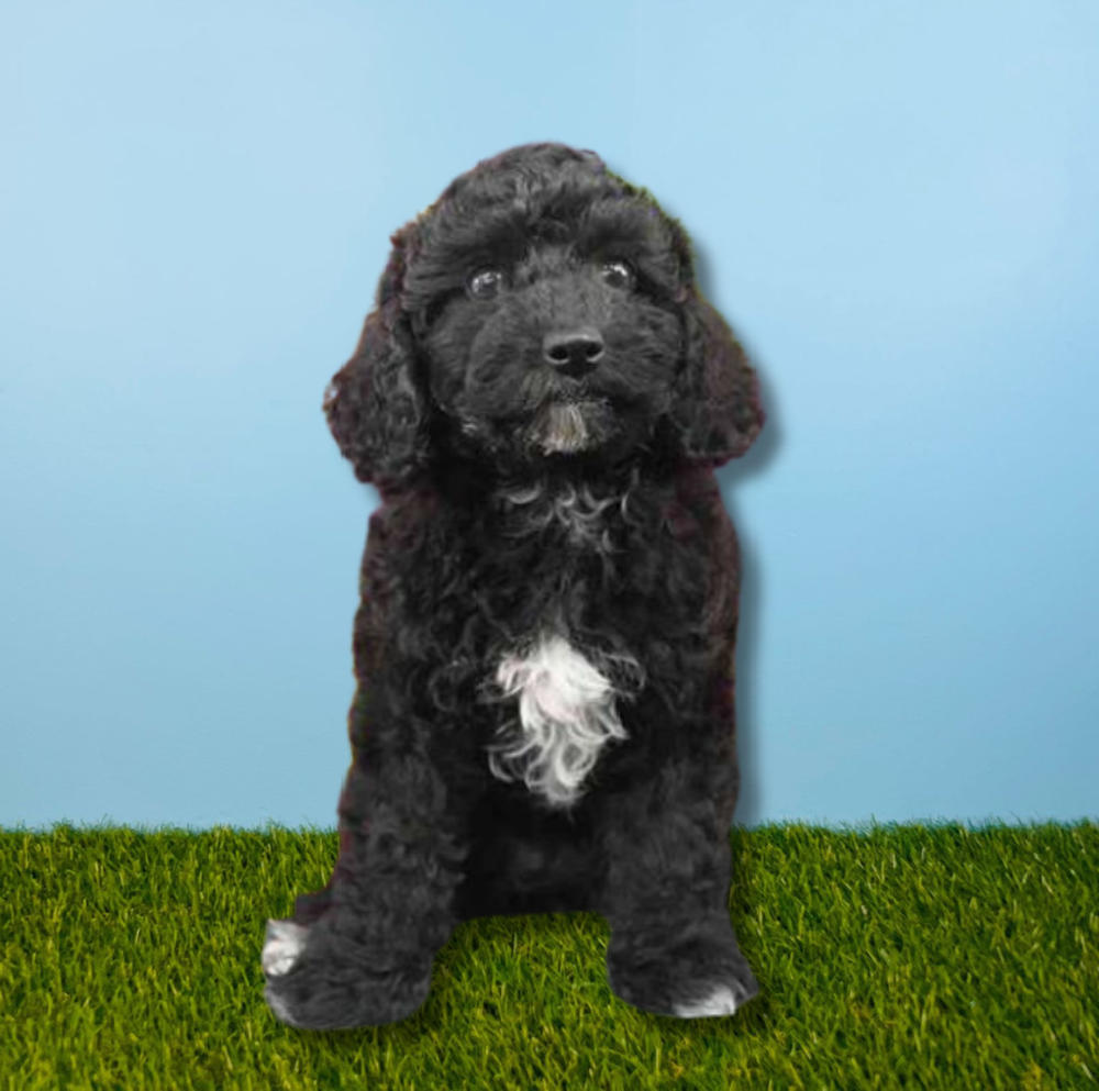 carousel pet images