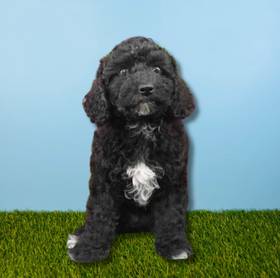 Poodle