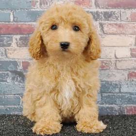Bichapoo