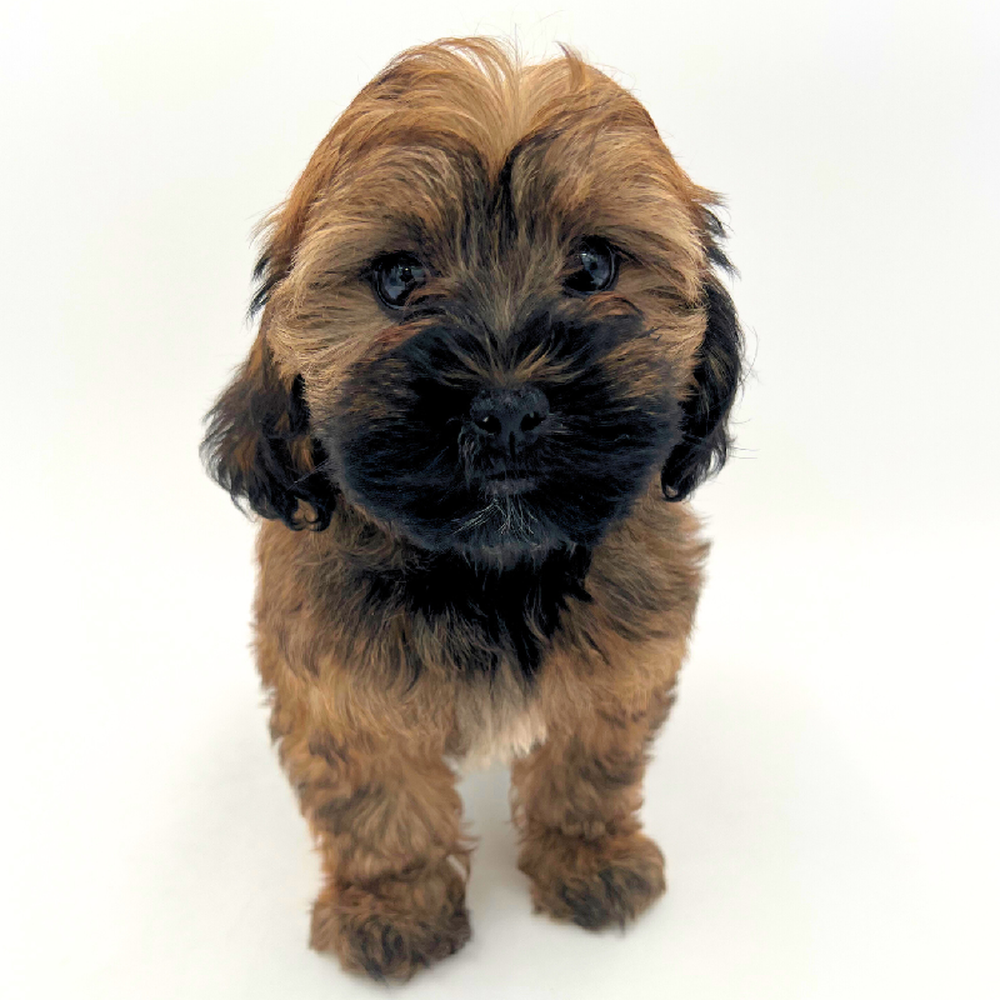 carousel pet images