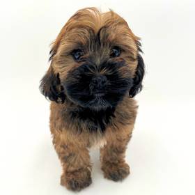Shizapoo