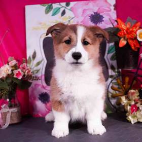 Pembroke Welsh Corgi