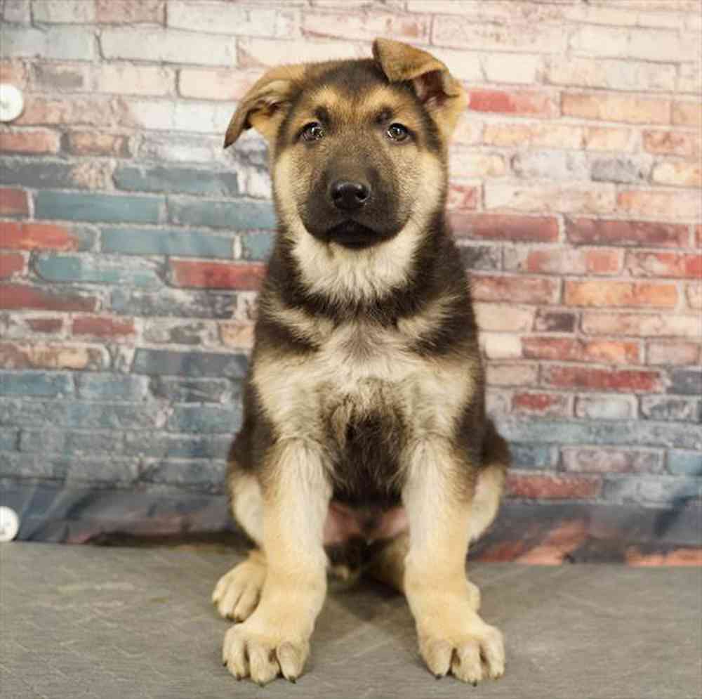 Image of a pet breed in the gallery