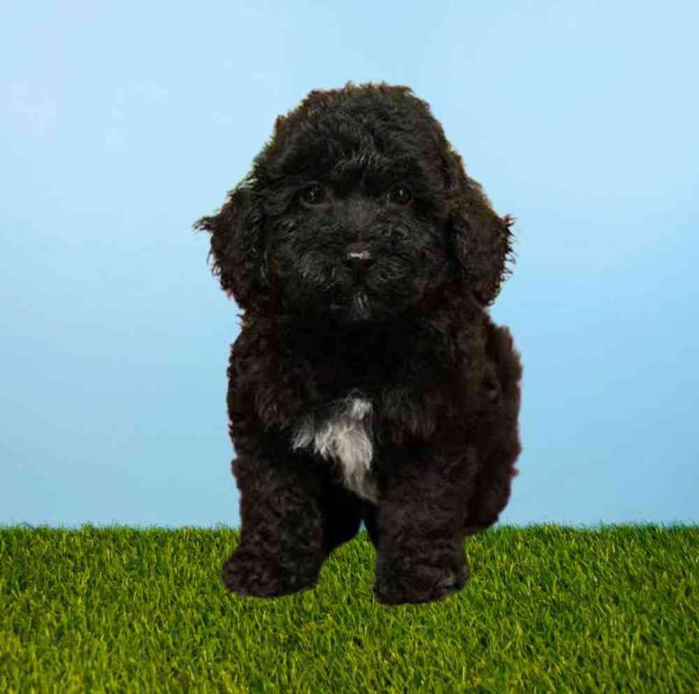 Male Bichapoo Puppy for Sale in Meridian, ID