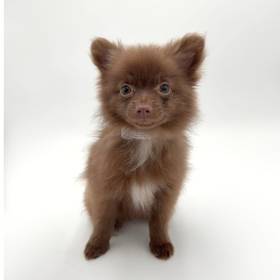 Pomeranian