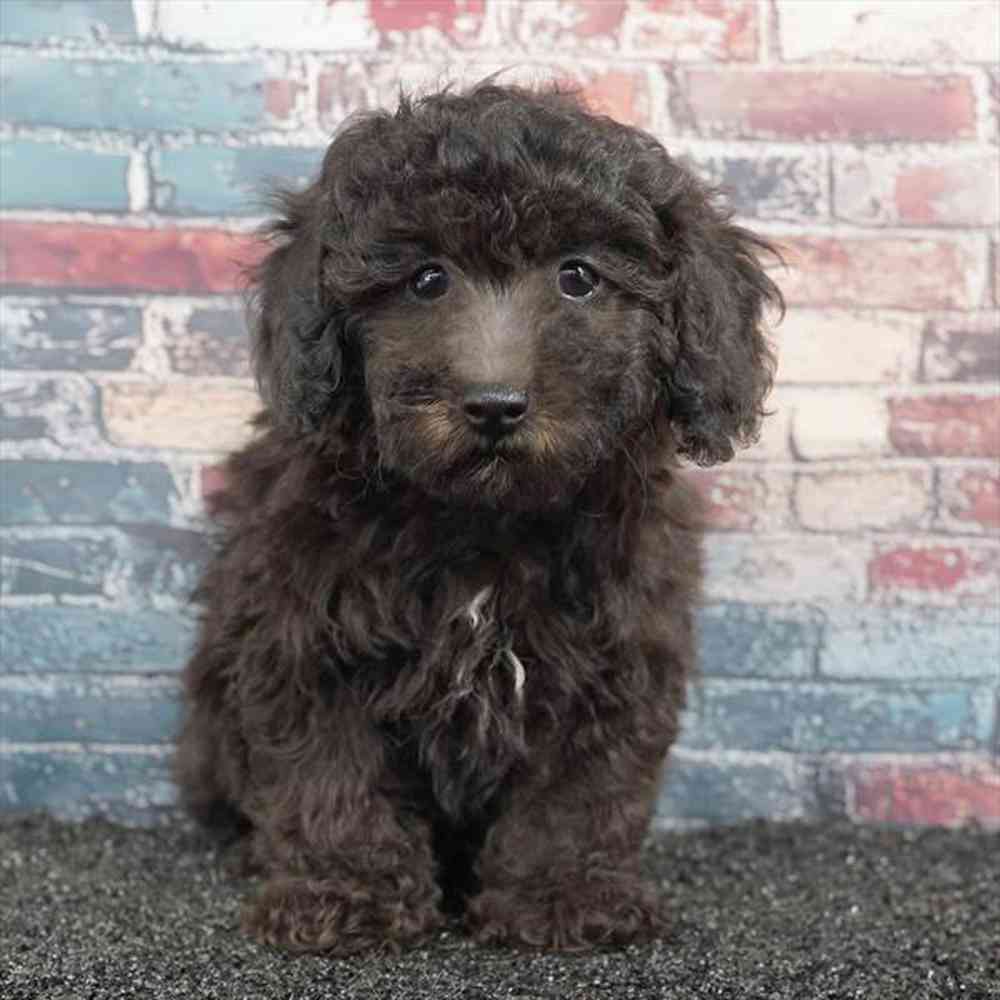 Image of a pet breed in the gallery