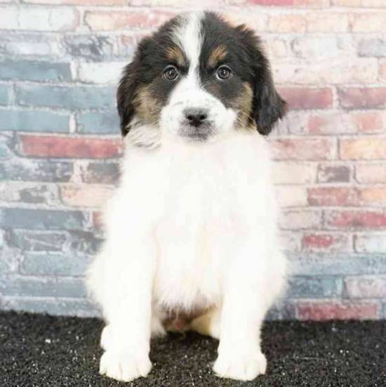 Mini Australian Shepherd