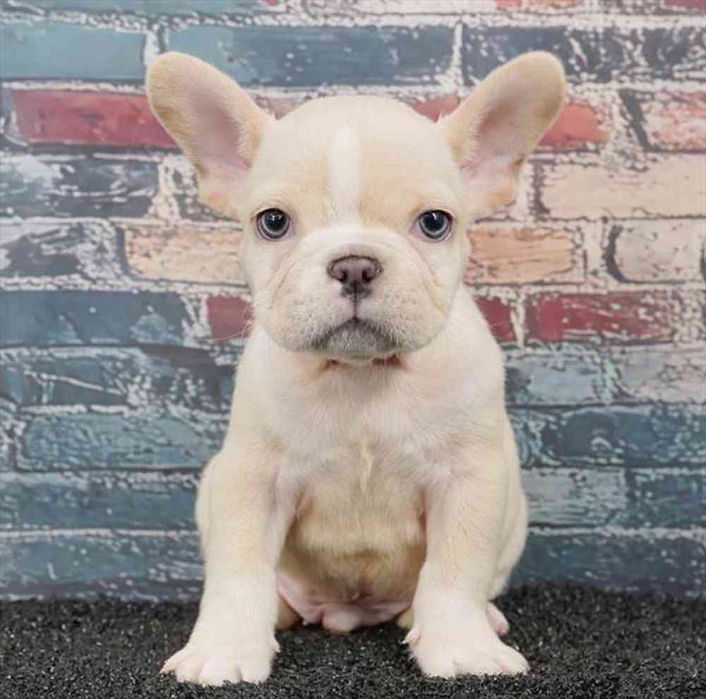 Image of a pet breed in the gallery