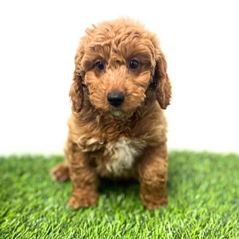 Image of a pet breed in the gallery