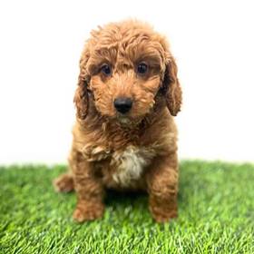 2nd Gen Mini Goldendoodle