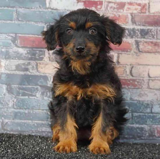 Yorkie-Poo