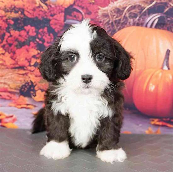 Chinese Crested/Shih Tzu