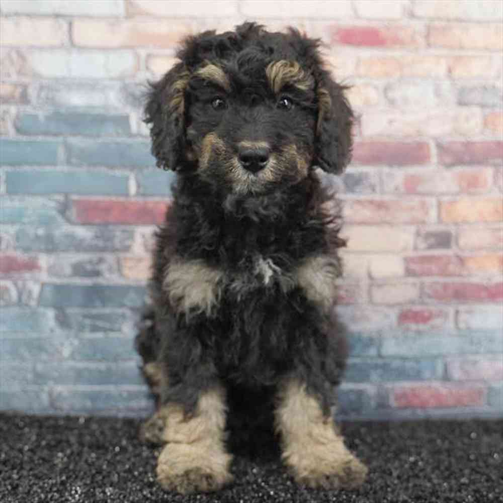 Image of a pet breed in the gallery