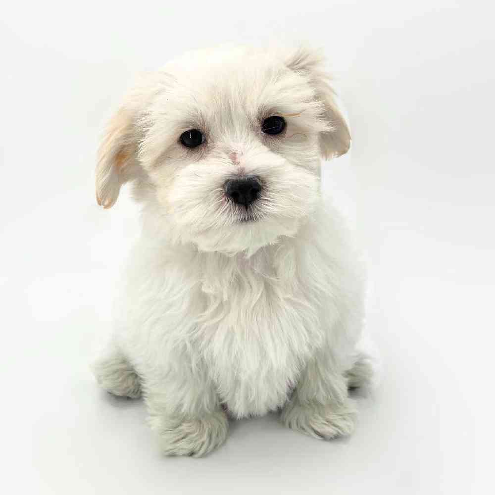 pet breed image