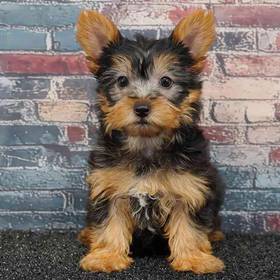 Yorkie
