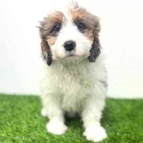 2nd Gen Mini Goldendoodle