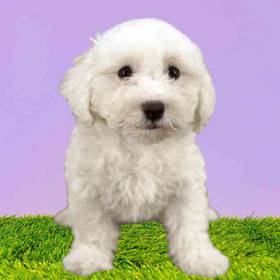Bichon