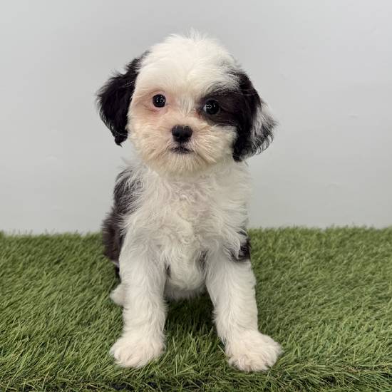 Chinese Crested/Shih Tzu