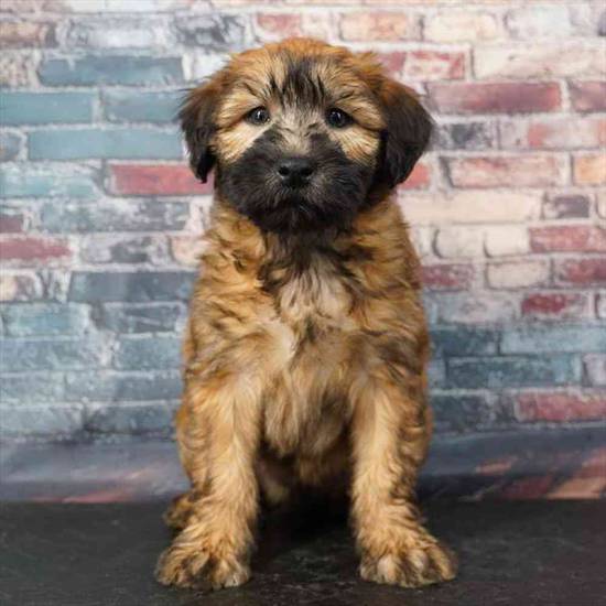 Soft Coated Wheaten Terrier