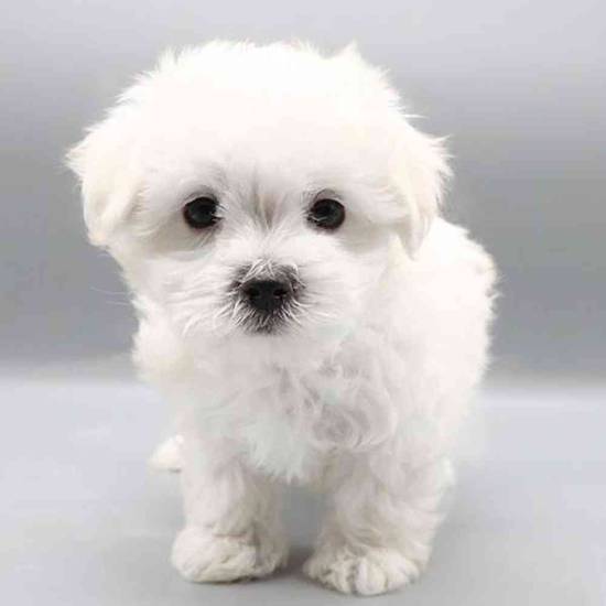 Maltese