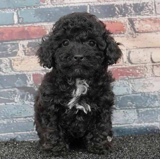 Poodle