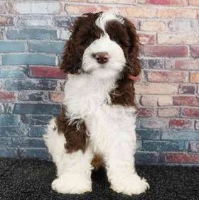 Cockapoo