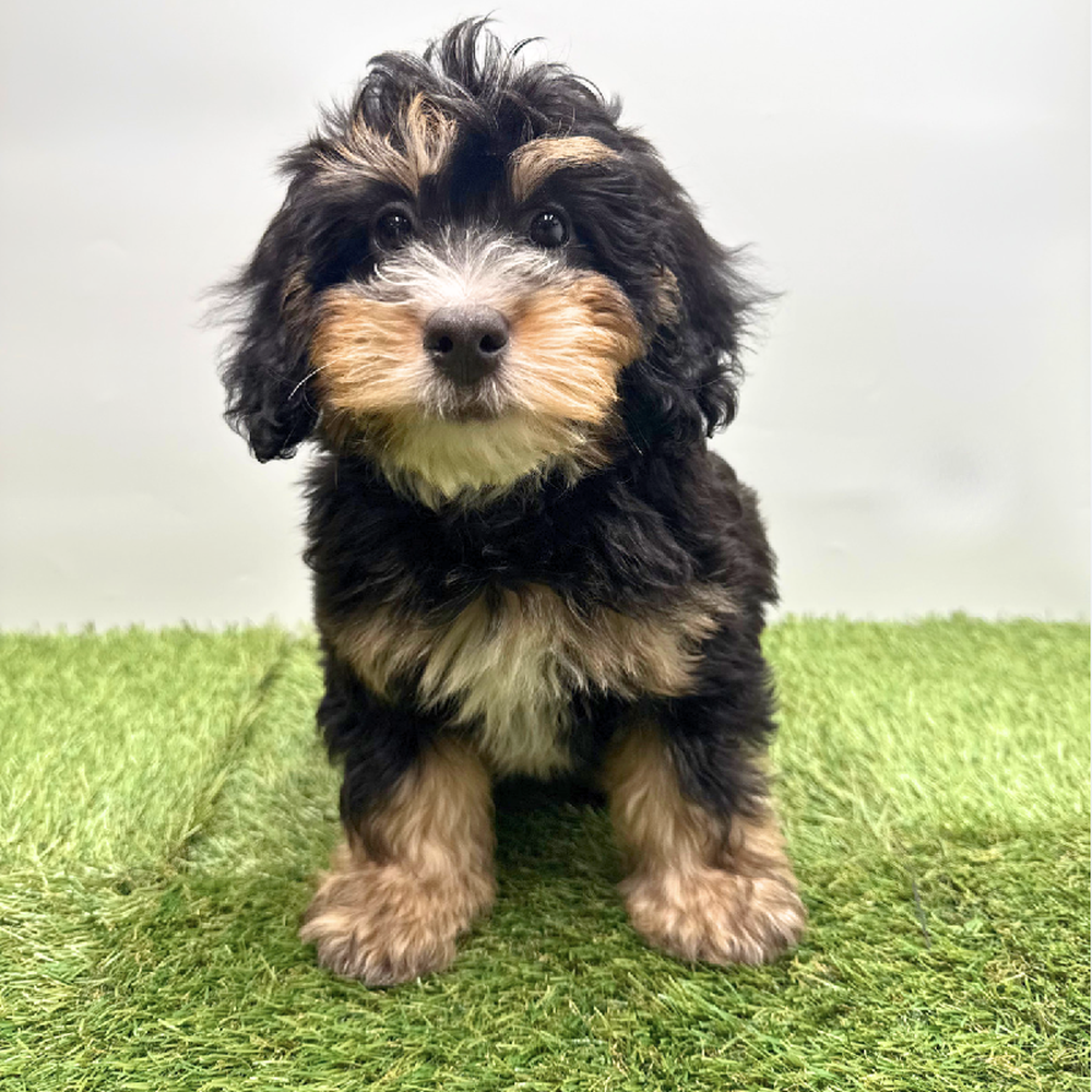 Image of a pet breed in the gallery