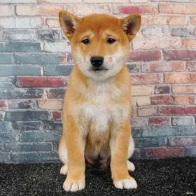 Shiba Inu
