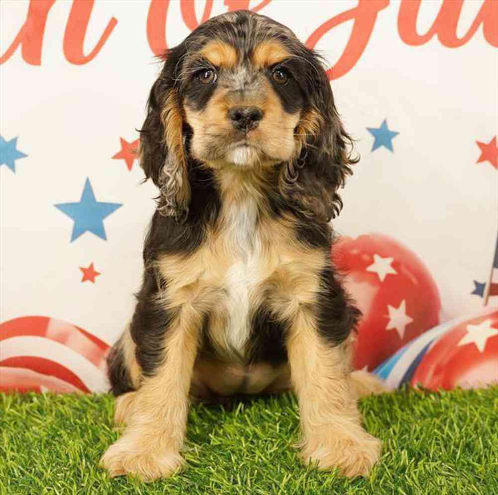 Image of a pet breed in the gallery