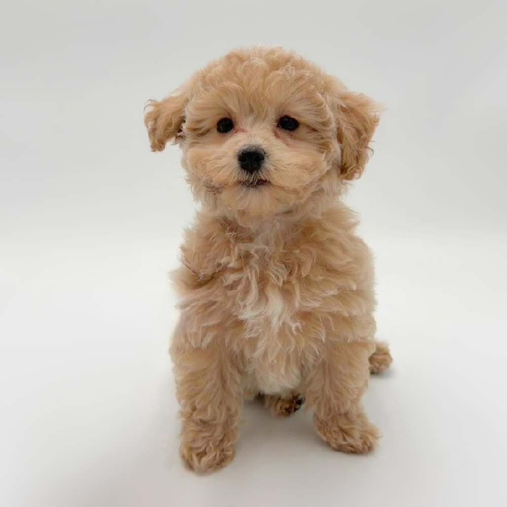 Image of a pet breed in the gallery