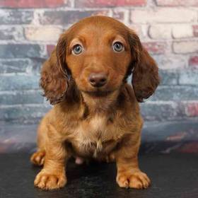 Dachshund