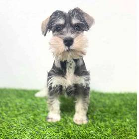 Mini Schnauzer