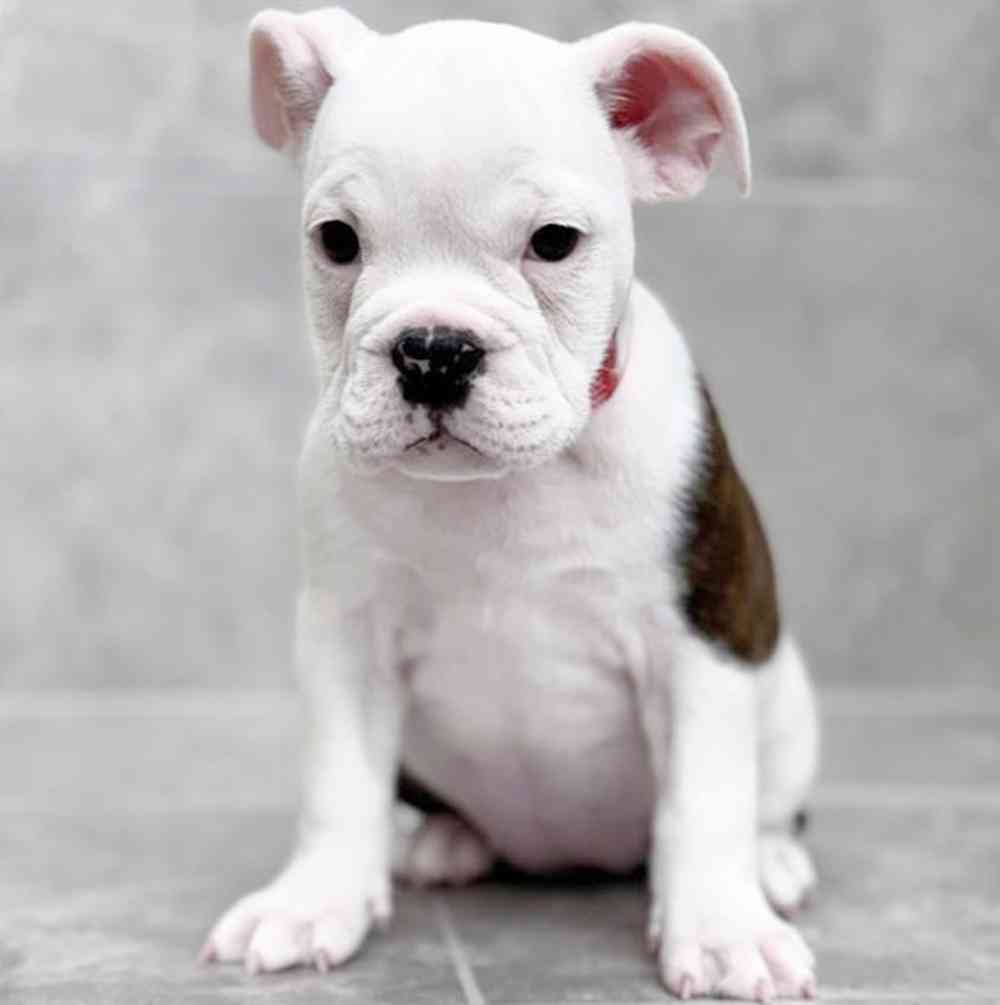 pet breed image