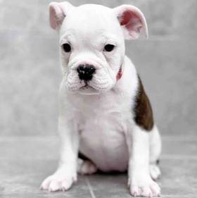 Bulldog-Boston Terrier/Bulldog