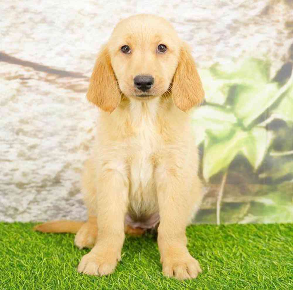 Image of a pet breed in the gallery