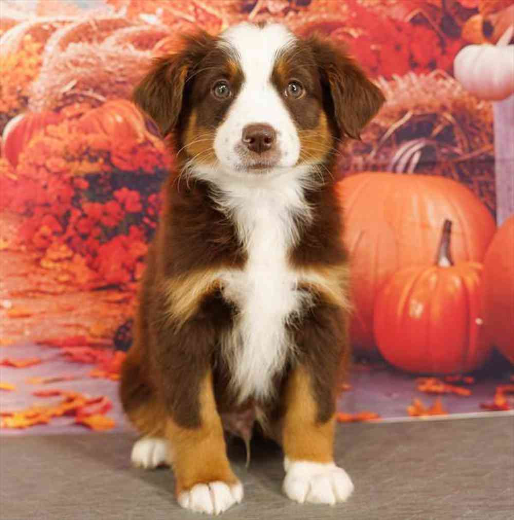 Image of a pet breed in the gallery