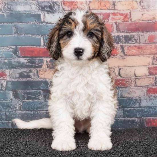 Bichapoo