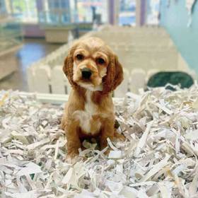 Cocker Spaniel