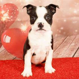 Boston Terrier