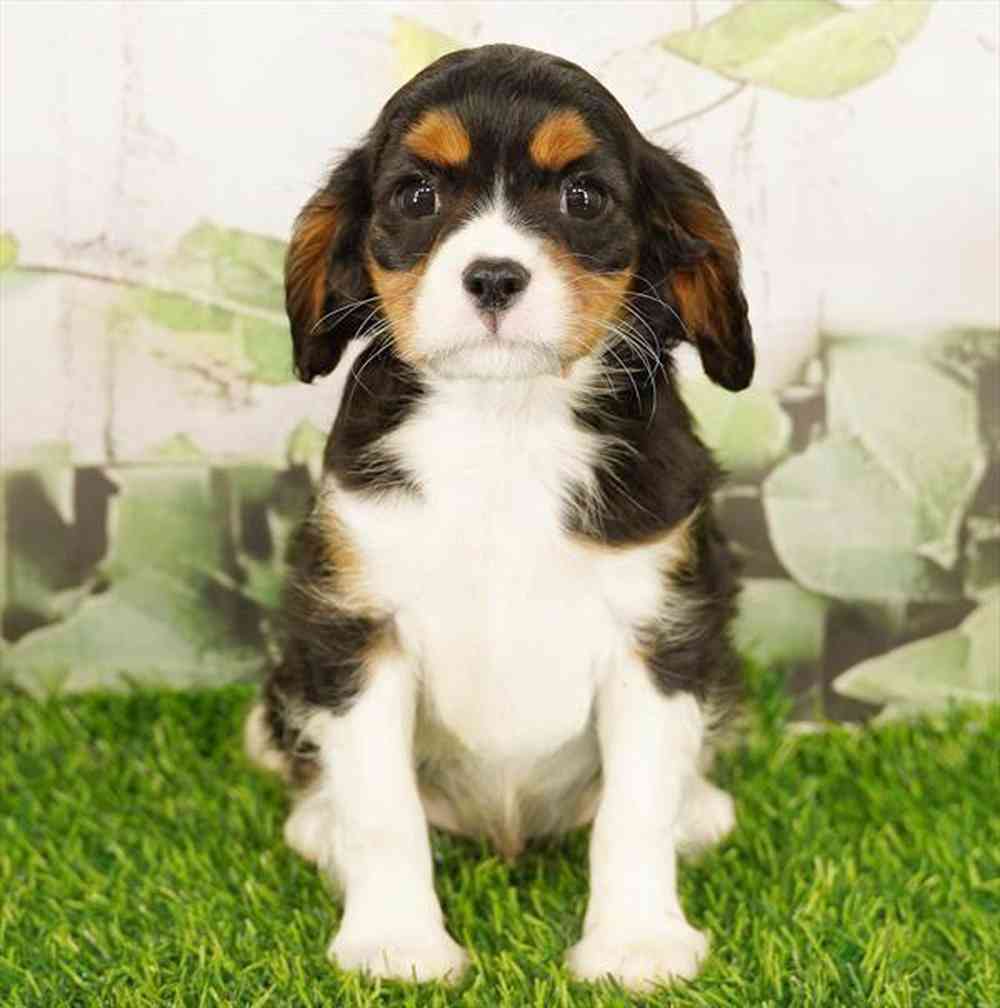 Image of a pet breed in the gallery