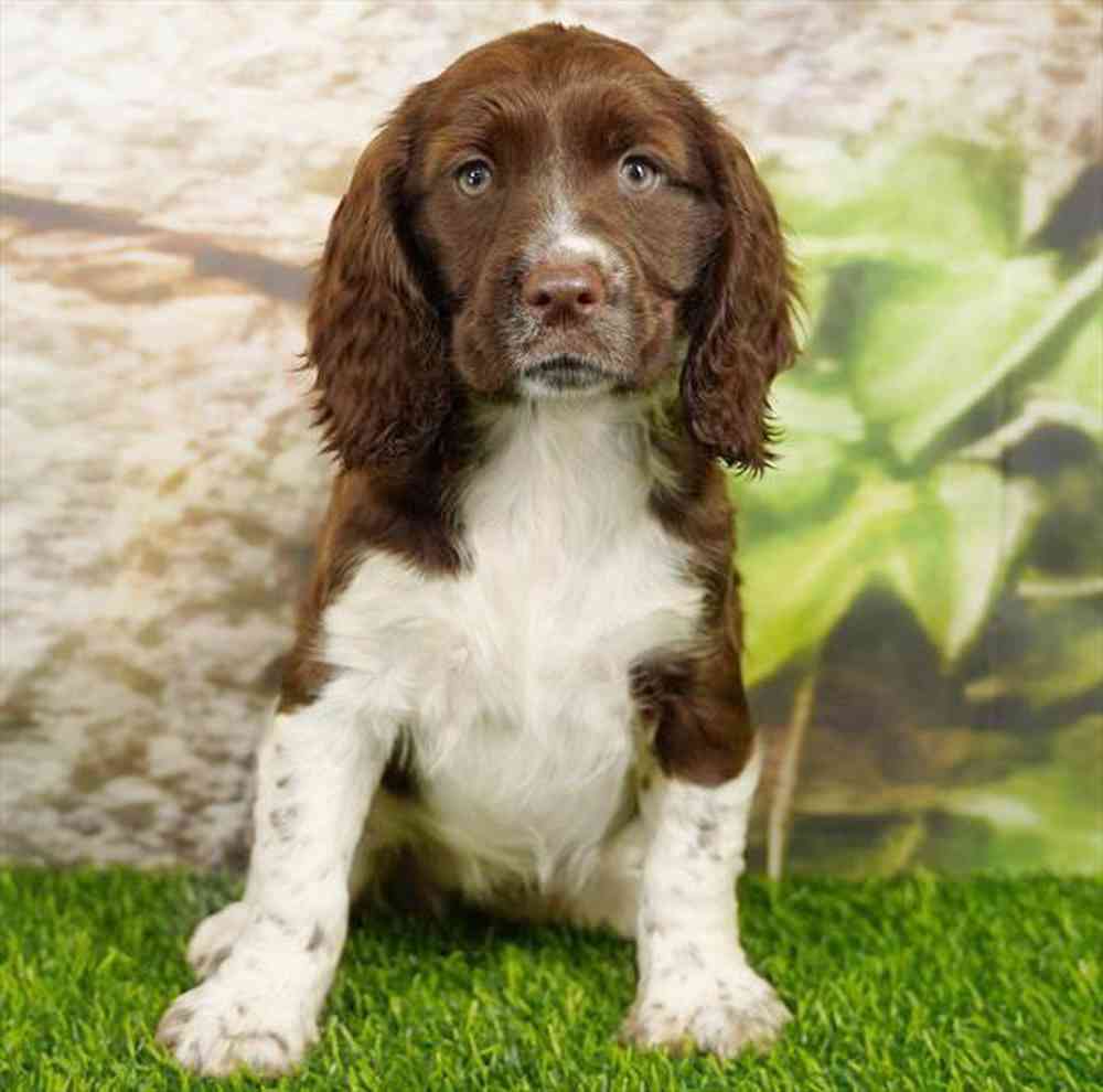Image of a pet breed in the gallery