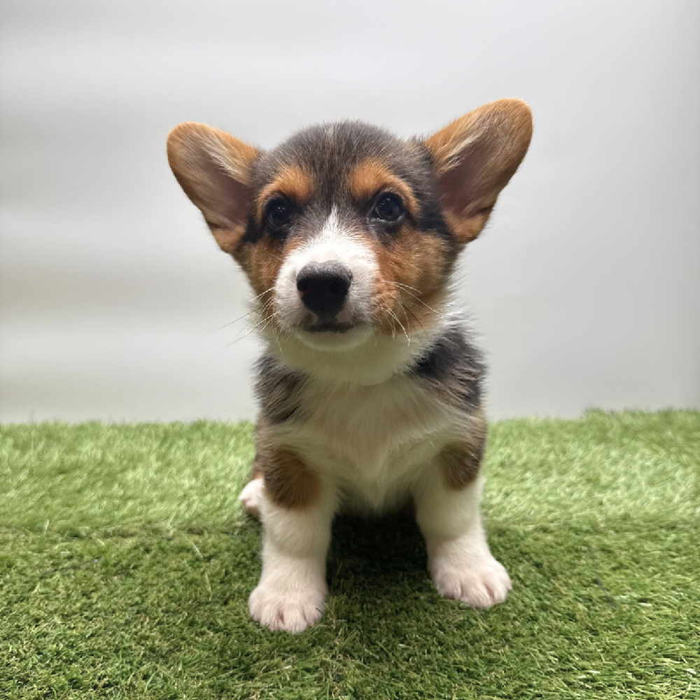 carousel pet images