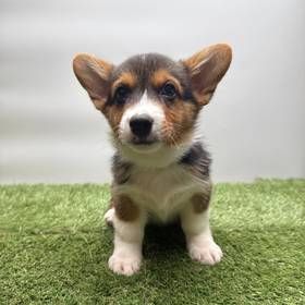 Pembroke Welsh Corgi