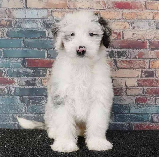 2nd Gen Mini Bernedoodle