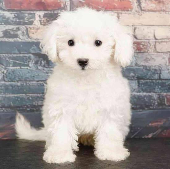 Bichon