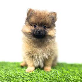 Pomeranian