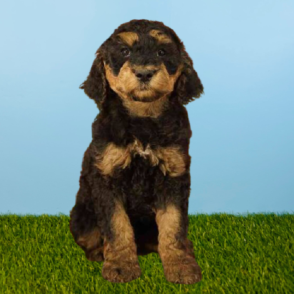 Male 2nd Gen Standard Bernedoodle Puppy for Sale in Pasadena, TX