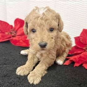 2nd Gen Mini Goldendoodle